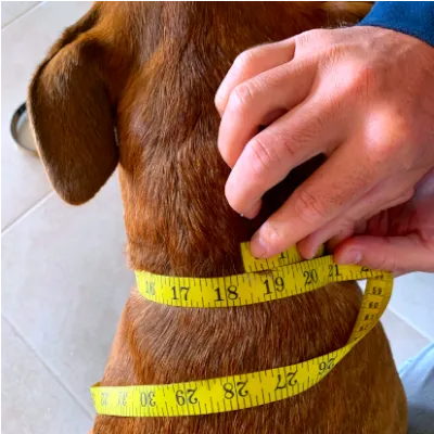 Custom Leather Dog Collar w/ side release quick snap buckle with Suede Lining One Inch width