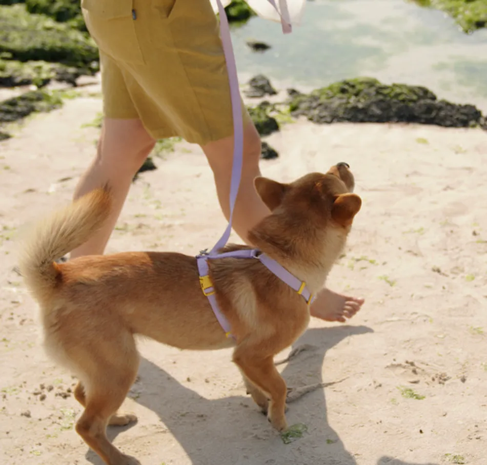 My Fluffy - Two Tone Pet Leash (2.5M)