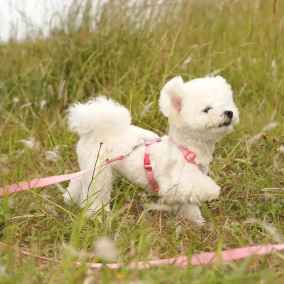 My Fluffy - Two Tone Pet Leash (2.5M)