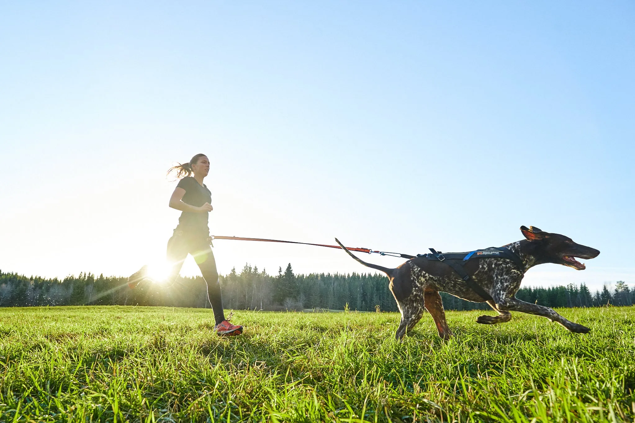 Non-Stop Dog Wear: Bungee Dog Leash