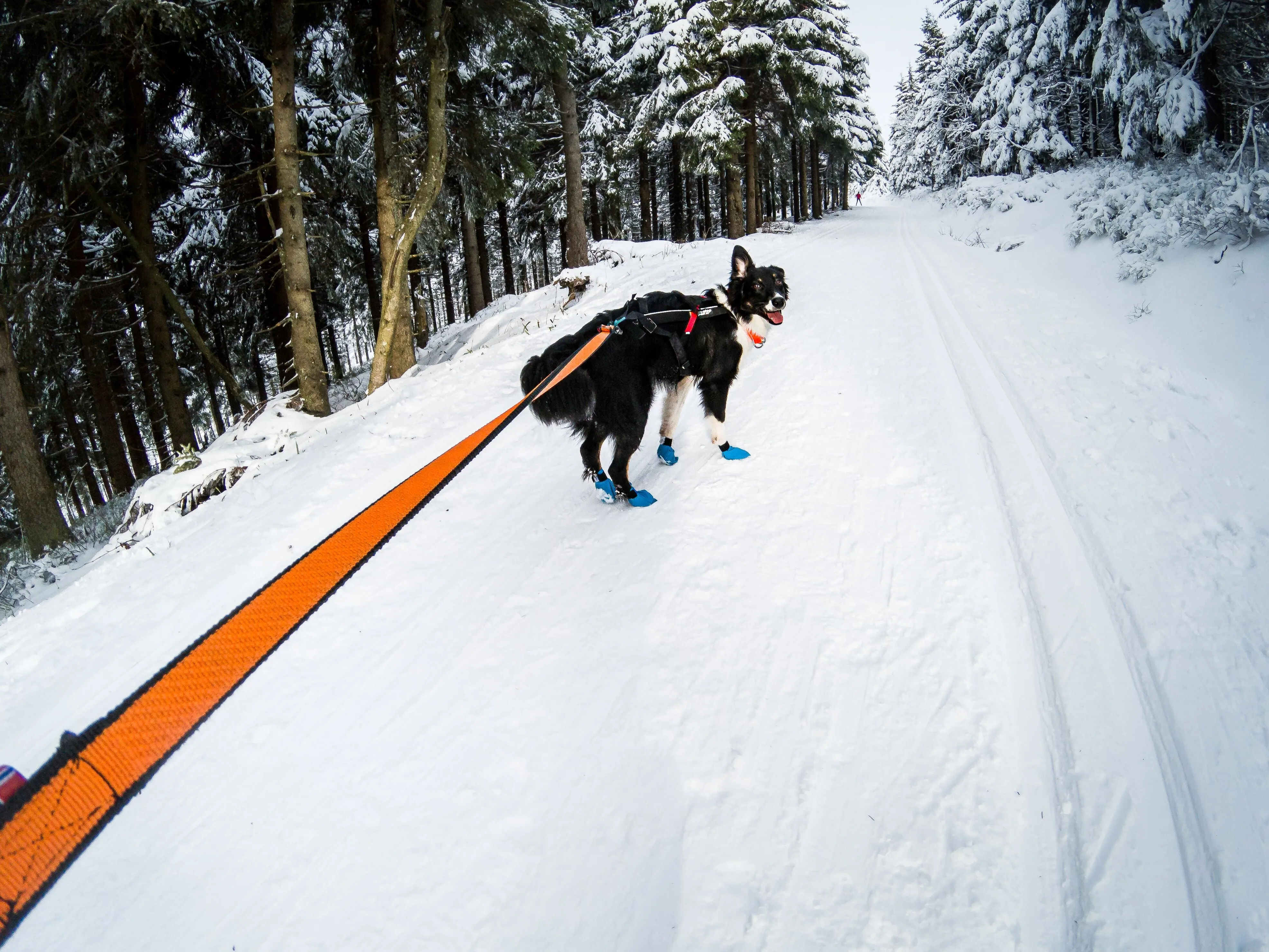 Non-Stop Dog Wear: Bungee Dog Leash