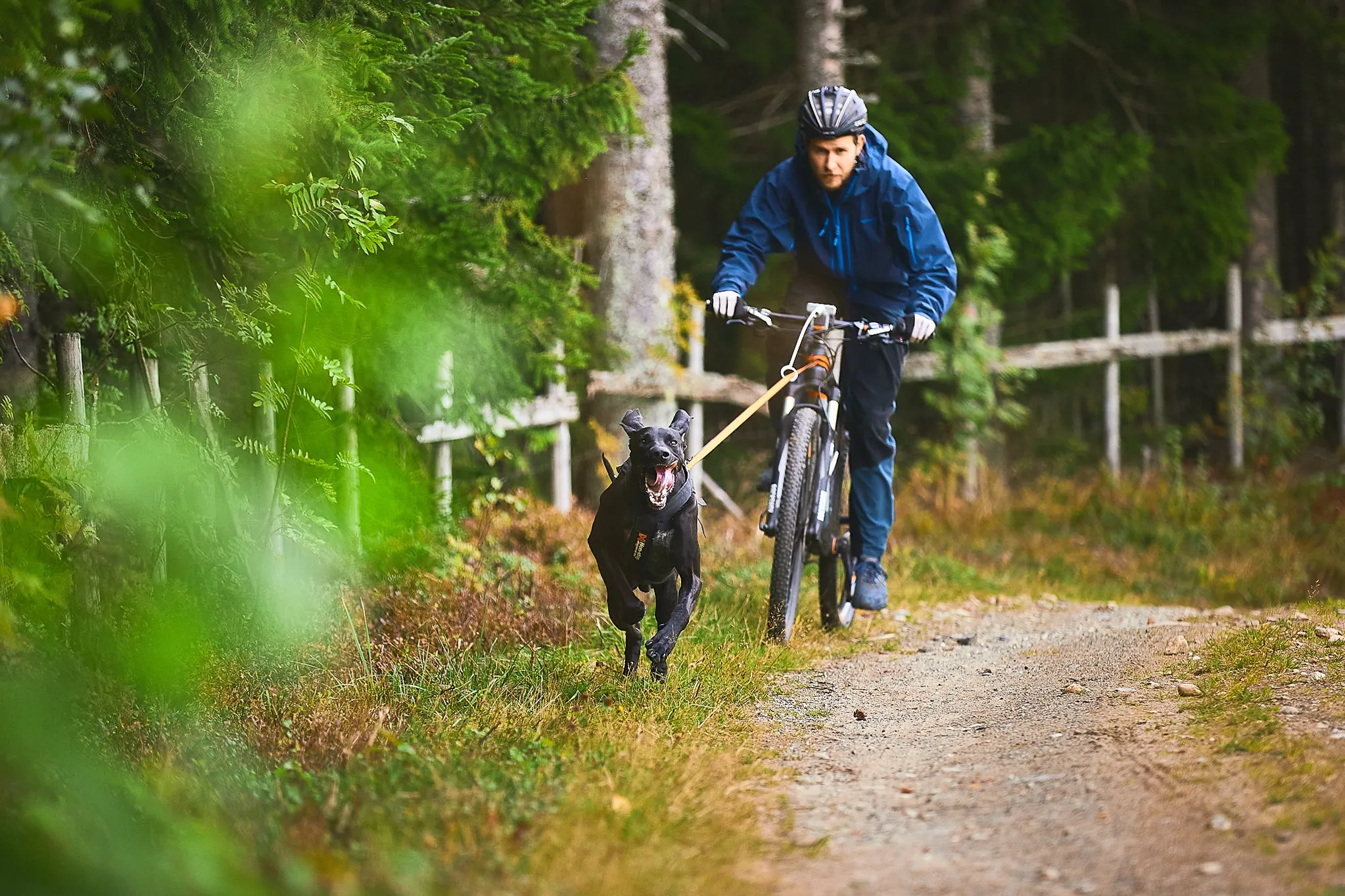 Non-Stop Dog Wear: Bungee Dog Leash