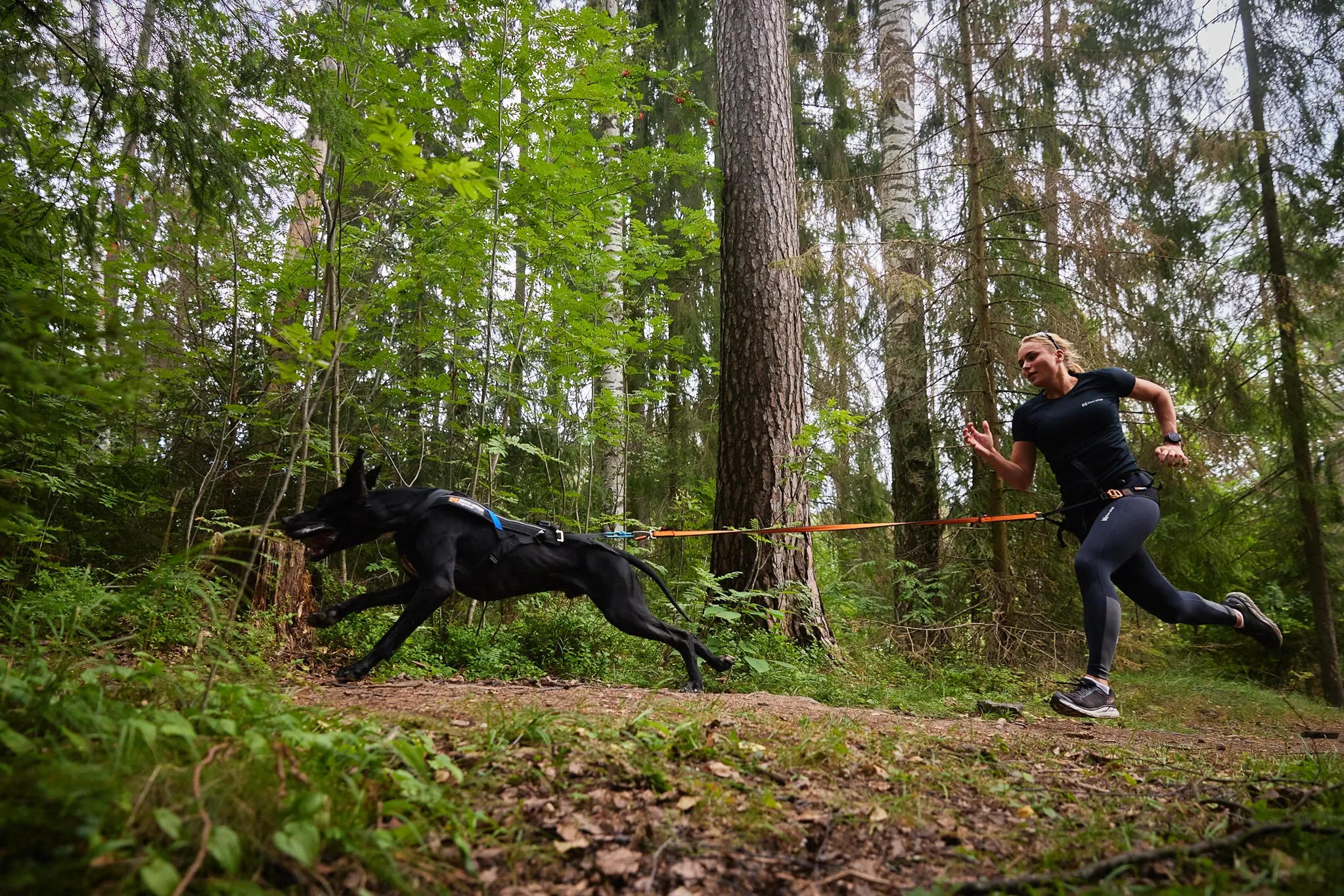 Non-Stop Dog Wear: Bungee Dog Leash
