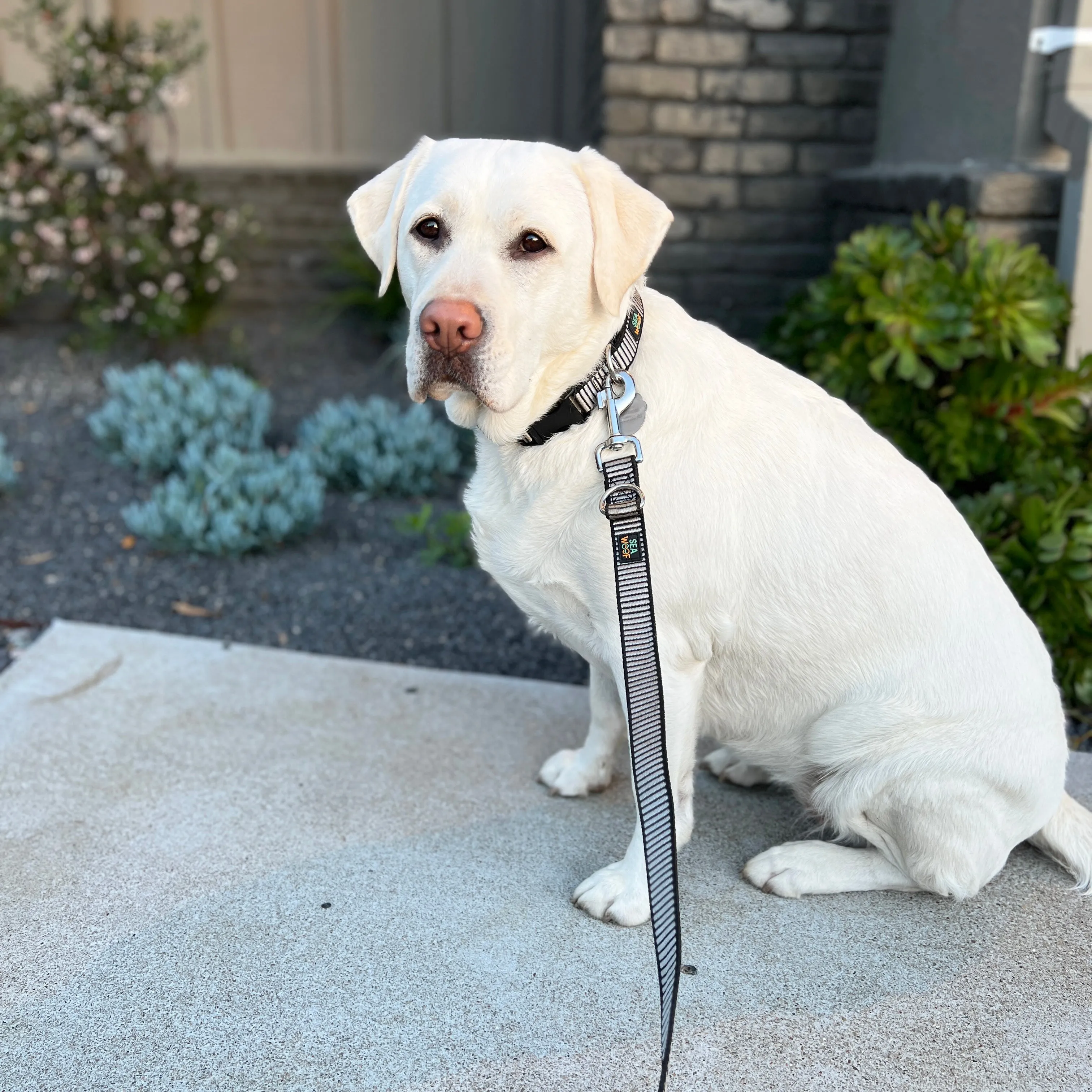 Seawoof Multi-Function Adjustable Leash Silver/Black